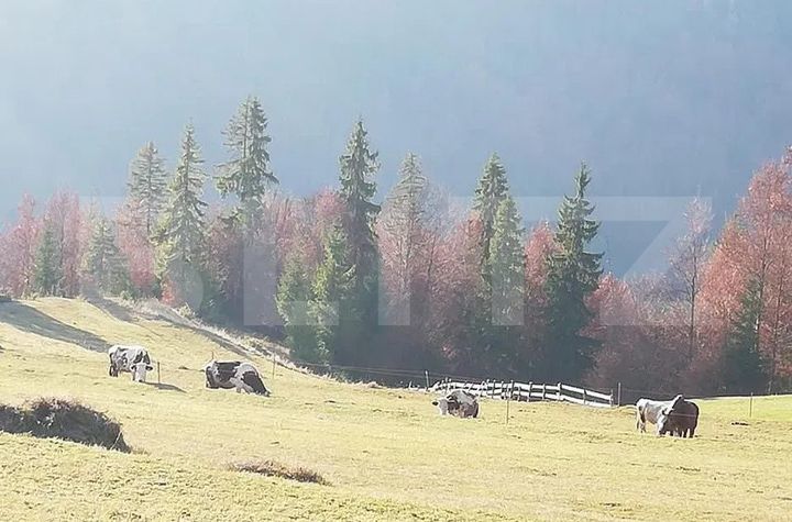 Teren de vanzare SCARISOARA - Alba anunturi imobiliare Alba